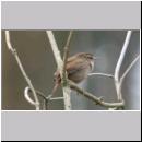 Troglodytes troglodytes - Zaunkoenig 02.jpg